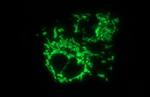 MCAT Antibody in Immunocytochemistry (ICC/IF)