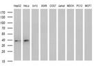 MCAT Antibody in Western Blot (WB)