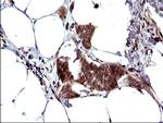 SHBG Antibody in Immunohistochemistry (Paraffin) (IHC (P))