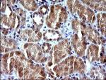 SHBG Antibody in Immunohistochemistry (Paraffin) (IHC (P))