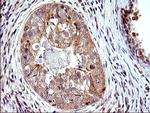 SHBG Antibody in Immunohistochemistry (Paraffin) (IHC (P))