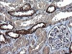 SCF Antibody in Immunohistochemistry (Paraffin) (IHC (P))