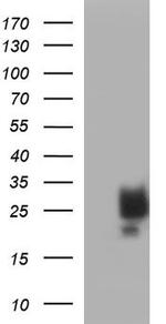 SCF Antibody in Western Blot (WB)