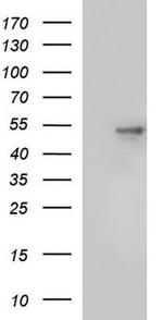 SCRN1 Antibody in Western Blot (WB)