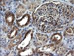 SCRN1 Antibody in Immunohistochemistry (Paraffin) (IHC (P))