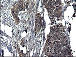 SCRN1 Antibody in Immunohistochemistry (Paraffin) (IHC (P))