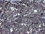 HSCB Antibody in Immunohistochemistry (Paraffin) (IHC (P))