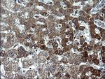 HSCB Antibody in Immunohistochemistry (Paraffin) (IHC (P))