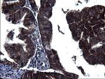 HSCB Antibody in Immunohistochemistry (Paraffin) (IHC (P))