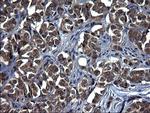 TXNDC5 Antibody in Immunohistochemistry (Paraffin) (IHC (P))