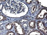 TXNDC5 Antibody in Immunohistochemistry (Paraffin) (IHC (P))