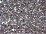 TXNDC5 Antibody in Immunohistochemistry (Paraffin) (IHC (P))