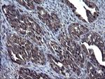 TXNDC5 Antibody in Immunohistochemistry (Paraffin) (IHC (P))