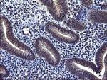 TXNDC5 Antibody in Immunohistochemistry (Paraffin) (IHC (P))