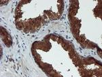 XTP4 Antibody in Immunohistochemistry (Paraffin) (IHC (P))