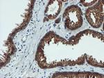 XTP4 Antibody in Immunohistochemistry (Paraffin) (IHC (P))