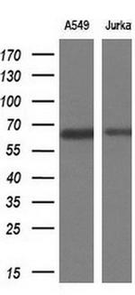 TRIM9 Antibody in Western Blot (WB)