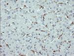 PYCARD Antibody in Immunohistochemistry (Paraffin) (IHC (P))