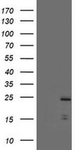 PYCARD Antibody in Western Blot (WB)