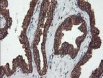 USP9X Antibody in Immunohistochemistry (Paraffin) (IHC (P))