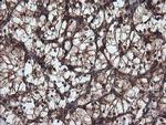 USP9X Antibody in Immunohistochemistry (Paraffin) (IHC (P))