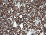 USP9X Antibody in Immunohistochemistry (Paraffin) (IHC (P))