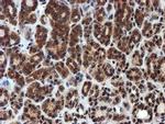 PSMA6 Antibody in Immunohistochemistry (Paraffin) (IHC (P))