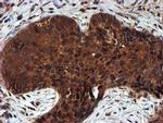 PSMA6 Antibody in Immunohistochemistry (Paraffin) (IHC (P))