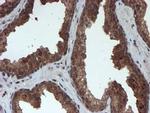 PSMA6 Antibody in Immunohistochemistry (Paraffin) (IHC (P))