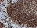 PSMA6 Antibody in Immunohistochemistry (Paraffin) (IHC (P))