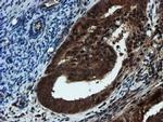 PSMA6 Antibody in Immunohistochemistry (Paraffin) (IHC (P))