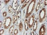 PSMA6 Antibody in Immunohistochemistry (Paraffin) (IHC (P))