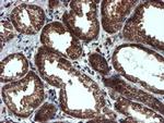 PSMA6 Antibody in Immunohistochemistry (Paraffin) (IHC (P))