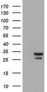 PSMA6 Antibody in Western Blot (WB)