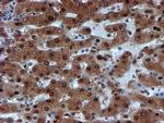 PSMA6 Antibody in Immunohistochemistry (Paraffin) (IHC (P))