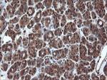 PSMA6 Antibody in Immunohistochemistry (Paraffin) (IHC (P))