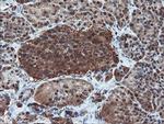 PSMA6 Antibody in Immunohistochemistry (Paraffin) (IHC (P))