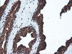 PSMA6 Antibody in Immunohistochemistry (Paraffin) (IHC (P))