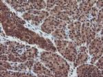 SENP2 Antibody in Immunohistochemistry (Paraffin) (IHC (P))