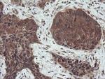 SENP2 Antibody in Immunohistochemistry (Paraffin) (IHC (P))