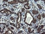 SnoN Antibody in Immunohistochemistry (Paraffin) (IHC (P))