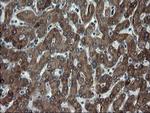 SnoN Antibody in Immunohistochemistry (Paraffin) (IHC (P))