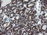 SnoN Antibody in Immunohistochemistry (Paraffin) (IHC (P))