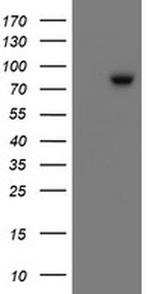 SnoN Antibody in Western Blot (WB)