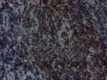 SLUG Antibody in Immunohistochemistry (Paraffin) (IHC (P))