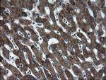 SnoN Antibody in Immunohistochemistry (Paraffin) (IHC (P))