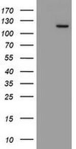 MYNN Antibody in Western Blot (WB)