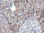 SLUG Antibody in Immunohistochemistry (Paraffin) (IHC (P))