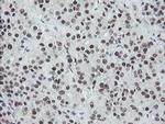 TPRKB Antibody in Immunohistochemistry (Paraffin) (IHC (P))