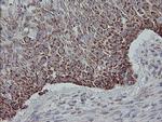 MRPS27 Antibody in Immunohistochemistry (Paraffin) (IHC (P))